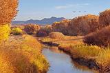 Bosque del Apache_73548